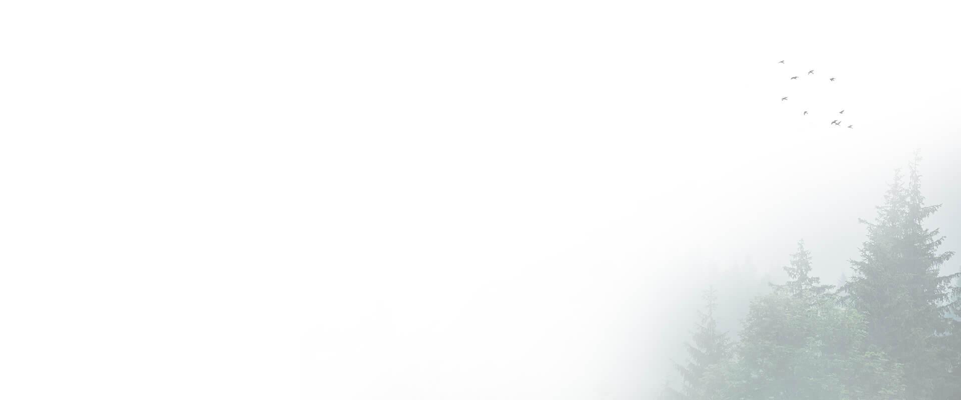 森林裡的平行時空，找回最舒心的生活方式